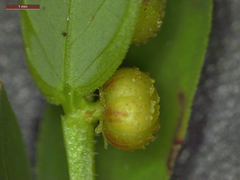 Phyllanthus abnormis
