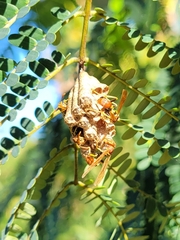 Mischocyttarus phthisicus