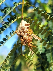 Mischocyttarus phthisicus