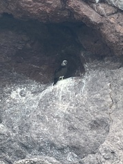 Sula leucogaster brewsteri