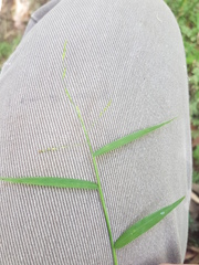 Ottochloa gracillima