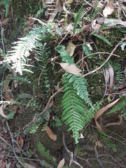 Blechnum parrisiae