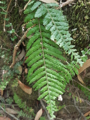Blechnum parrisiae