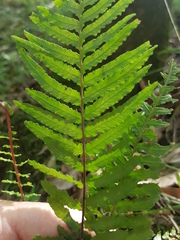 Blechnum parrisiae