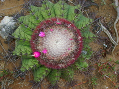 Melocactus intortus