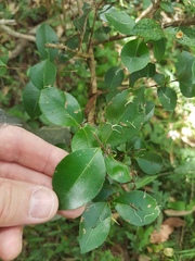 Backhousia myrtifolia