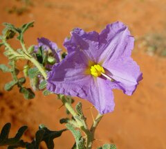 Solanum diversiflorum
