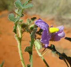 Solanum diversiflorum