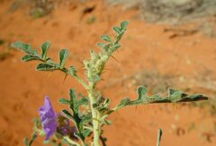 Solanum diversiflorum
