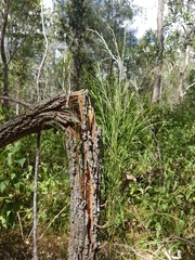 Allocasuarina torulosa