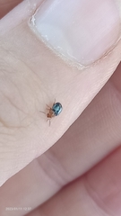 Podagrica fuscicornis