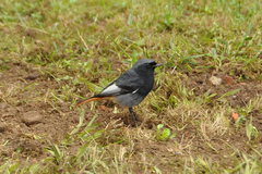 Phoenicurus ochruros