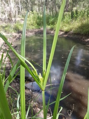 Cyperus exaltatus
