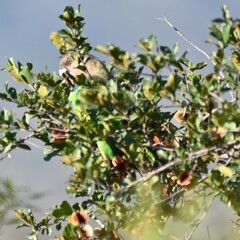 Poicephalus cryptoxanthus