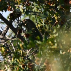 Poicephalus cryptoxanthus