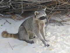 Procyon pygmaeus