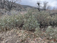 Eriodictyon crassifolium