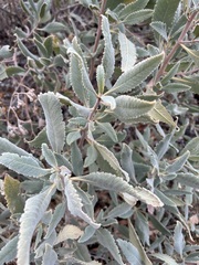 Eriodictyon crassifolium