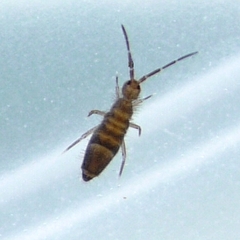 Entomobrya griseoolivata