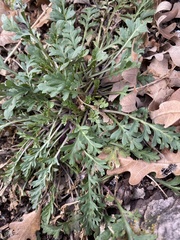 Lepidium montanum