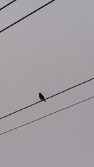 Acridotheres javanicus