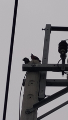 Acridotheres javanicus