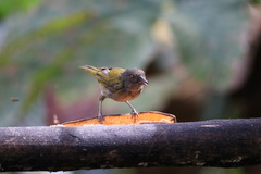 Chlorospingus semifuscus