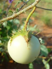 Solanum diversiflorum