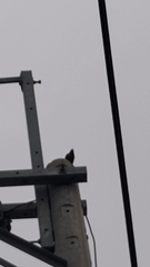 Acridotheres javanicus