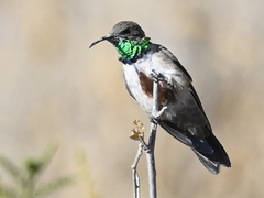 Oreotrochilus estella