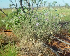 Solanum diversiflorum