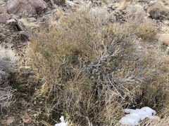 Ephedra nevadensis