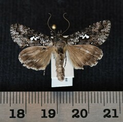 Syngrapha alias