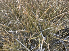 Ephedra nevadensis