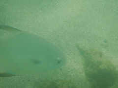Trachinotus falcatus