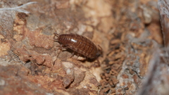 Chaetophiloscia sicula