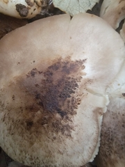 Tricholoma saponaceum