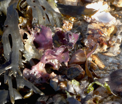 Fucus vesiculosus