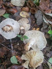 Tricholoma saponaceum