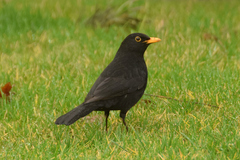 Turdus merula