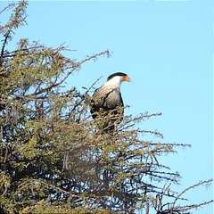 Caracara plancus cheriway