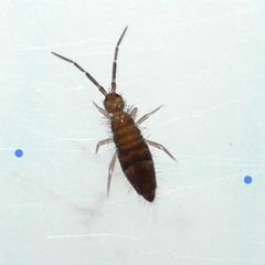 Entomobrya griseoolivata