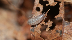 Chaetophiloscia sicula