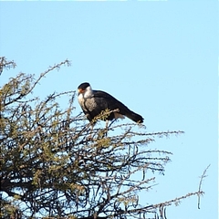Caracara plancus cheriway