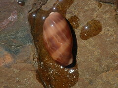 Lyncina vitellus