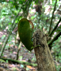 Lophaspis