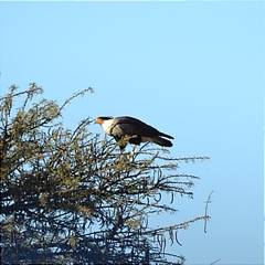Caracara plancus cheriway