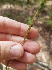 Bothriochloa decipiens