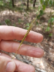 Bothriochloa decipiens