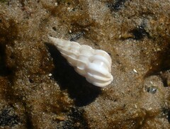 Gyroscala commutata